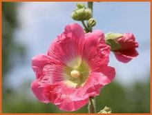 Alcea