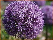 Allium