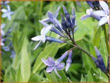 Amsonia