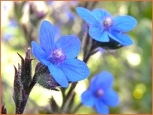 Anchusa