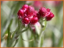 Antennaria