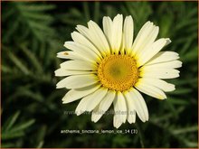 Anthemis