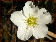 Arenaria Arenaria