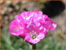 Armeria