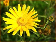 Arnica