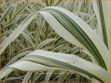 Arundo