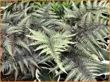 Athyrium