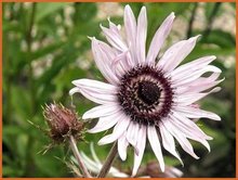Berkheya Berkheya