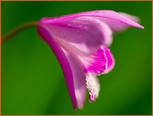 Bletilla