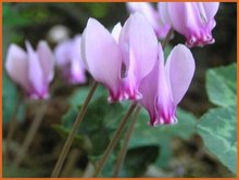 Cyclamen