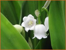 Convallaria