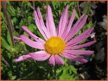 Chrysanthemum