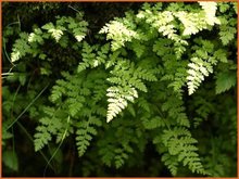 Cheilanthes