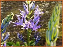 Camassia