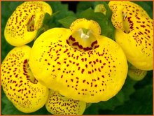 Calceolaria