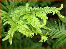 Dryopteris