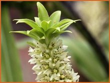 Eucomis