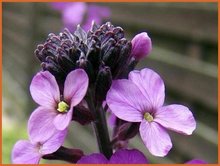 Erysimum