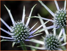 Eryngium