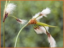 Eriophorum