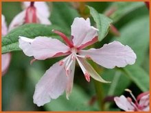 Epilobium