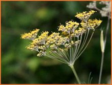 Foeniculum