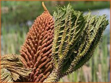 Gunnera