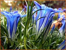 Gentiana