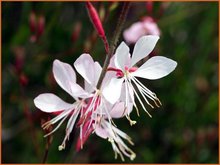 Gaura