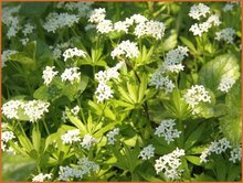 Galium