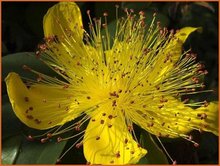 Hypericum