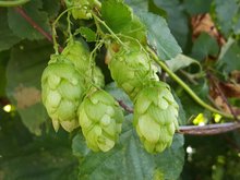 Humulus