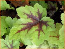 Heucherella