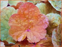 Heuchera