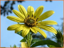 Helianthus