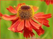 Helenium