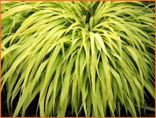 Hakonechloa