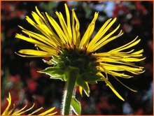 Inula