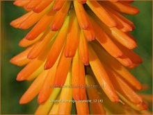 Kniphofia