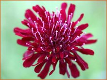 Knautia