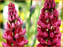 Lupinus