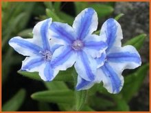 Lithodora