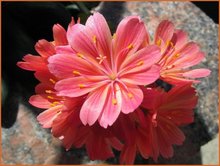 Lewisia