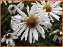 Leucanthemella