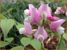 Lathyrus