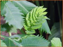 Melianthus