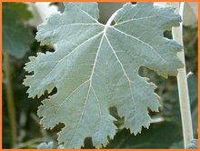 Macleaya