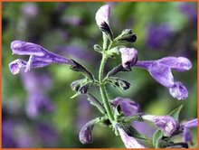 Nepeta