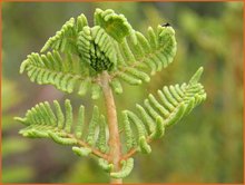 Osmunda