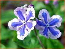 Omphalodes Omphalodes